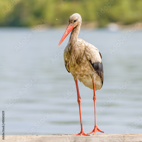 Stork on the Pontoon © Maxal Tamor