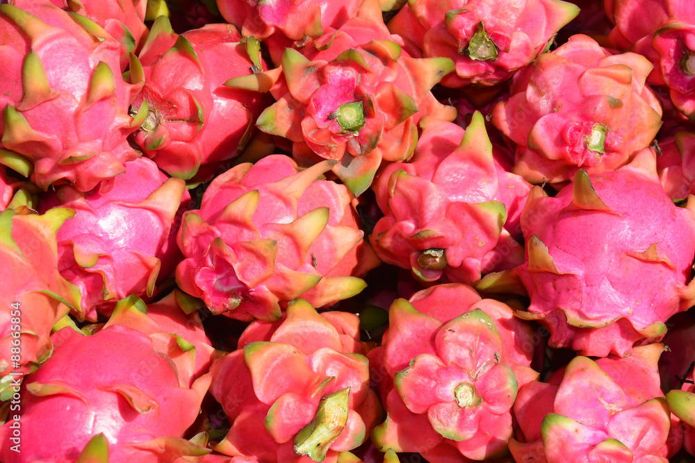 dragon fruit dragon fruit