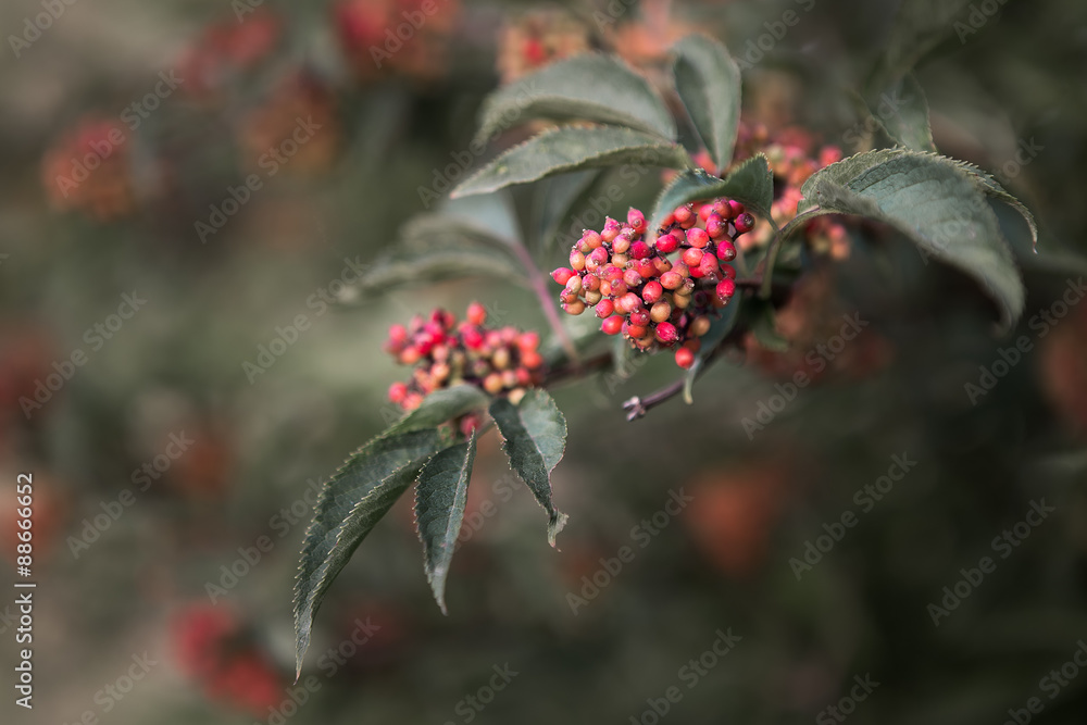 similar to the viburnum similar to the viburnum