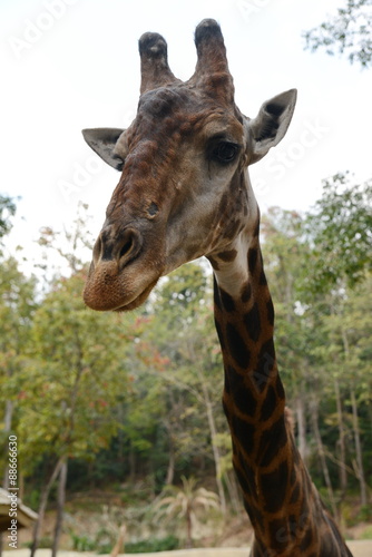 Huge giraffe walking in zoopark © fotohelen