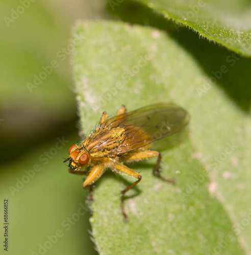 yellow insect on a leaf © studybos