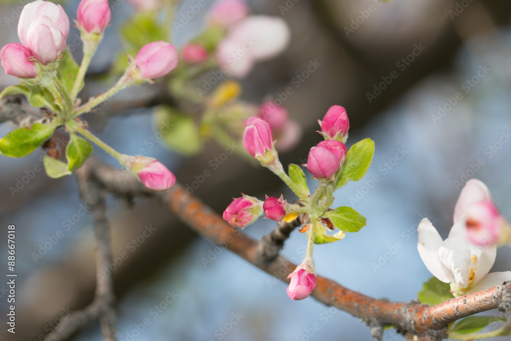 apple blossom on a branch