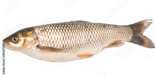 Fresh fish carp on a white background