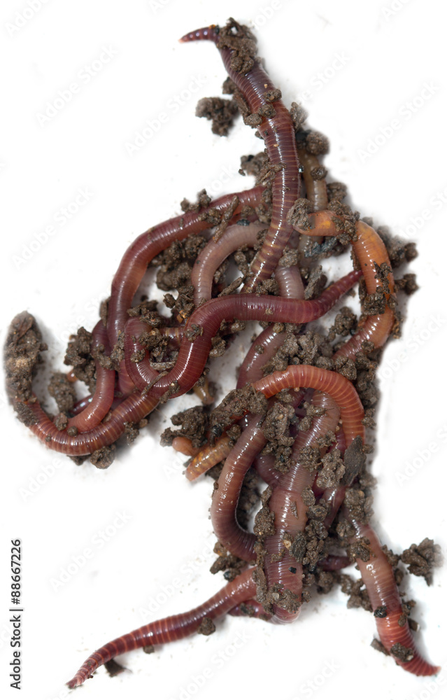 red worms from the ground on a white background