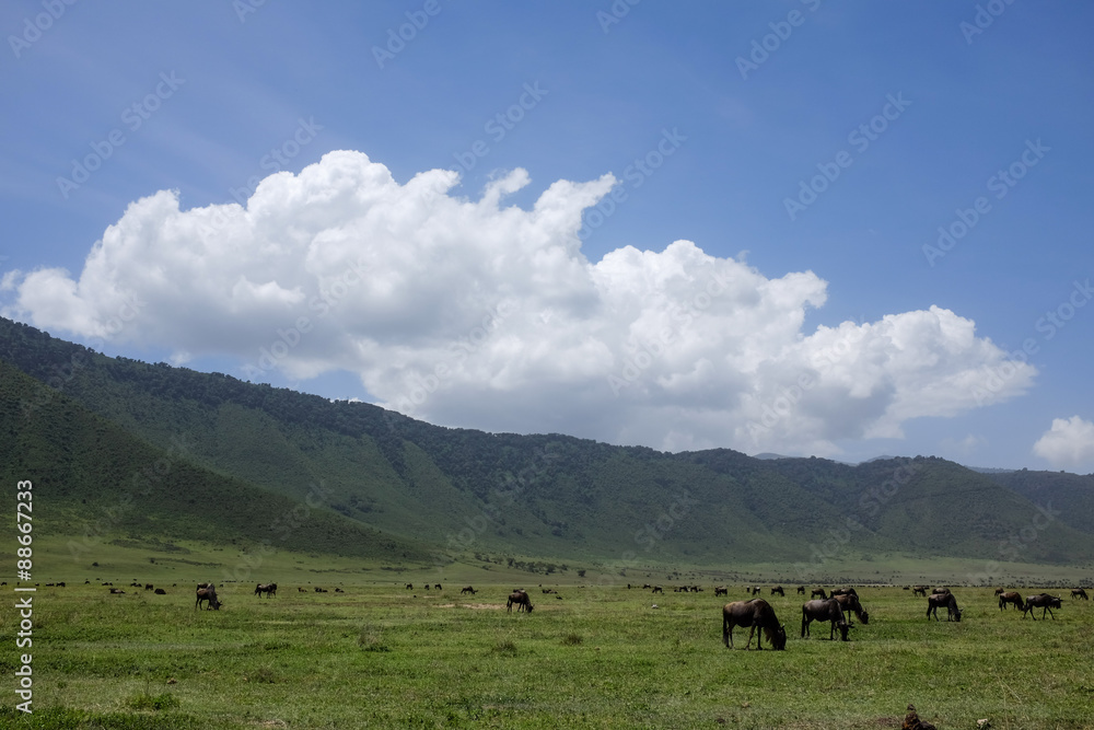 Wildebeest in Ngorongoro crater, Tanzania