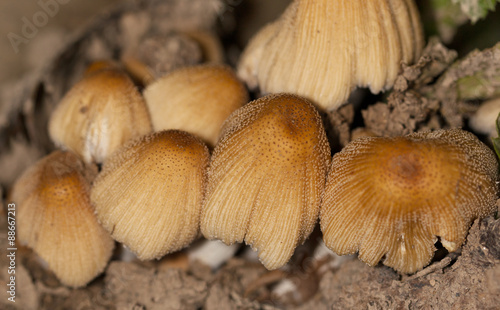 inedible mushrooms