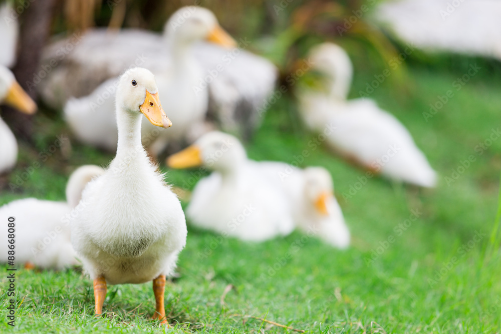 white duck white duck