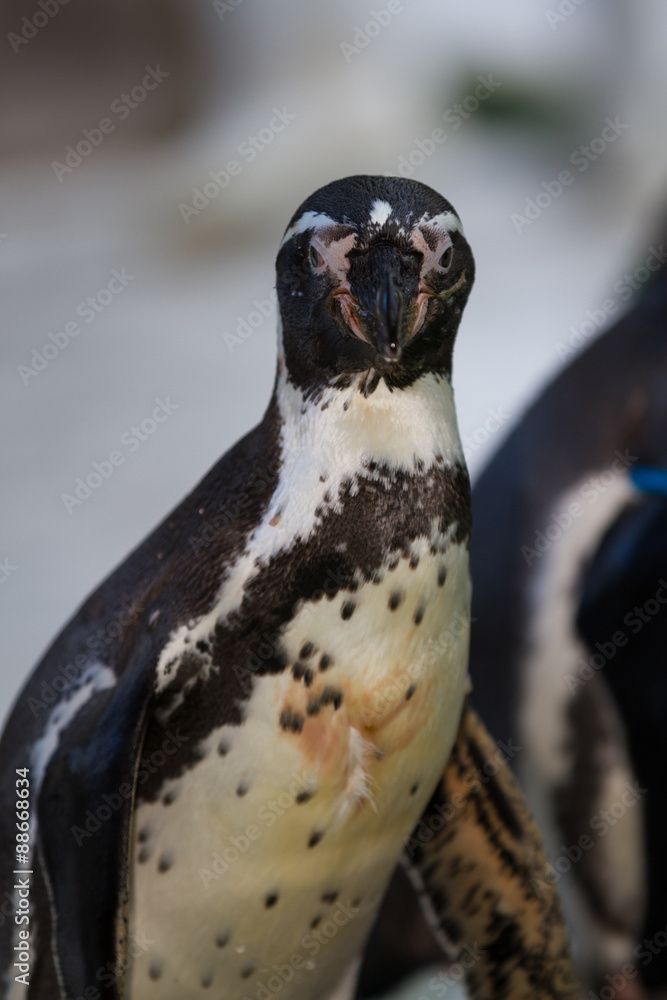 Naklejka premium Penguin