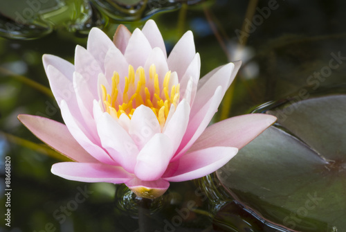 pink lotus