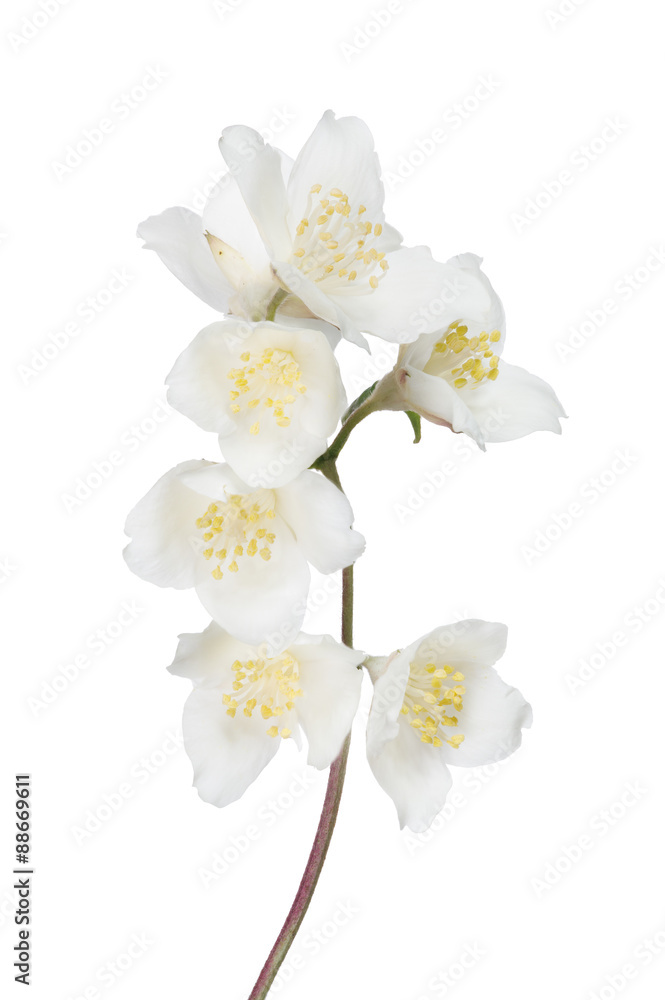 white jasmin branch with seven blooms