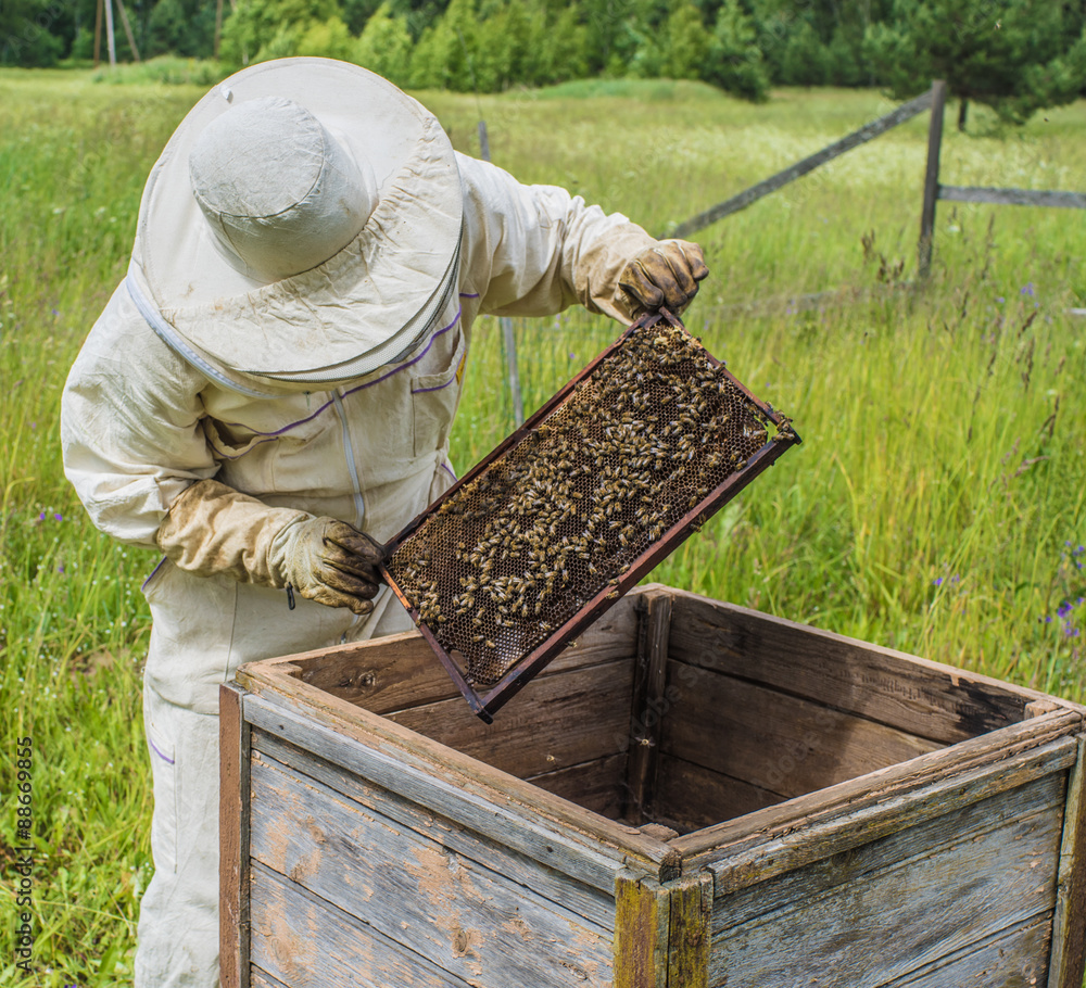 Beekeeper is working with bees and beehives on the apiary. Beekeeper is working with bees and beehives on the apiary.