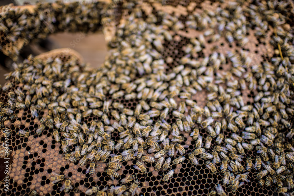 Obraz premium Beekeeper is working with bees and beehives on the apiary.