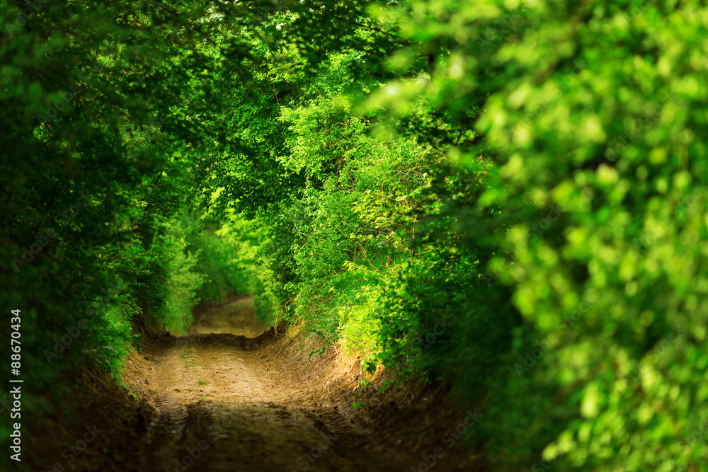 Tunnel -like path covered with bushes and trees with light at the end Tunnel -like path covered with bushes and trees with light at the end