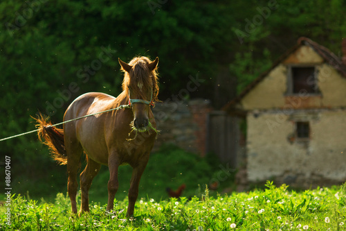 A horse tied to a pole in a mountain village next to a house photo