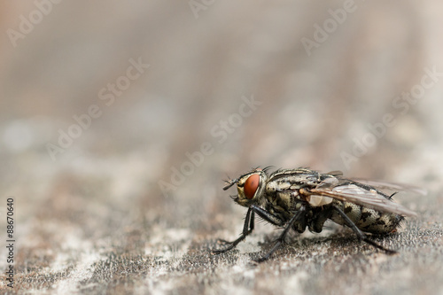 Black fly with orange eyes on wooden surface © tzuky333