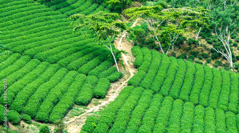 Entrance through a tea plantation on the trail across the field to create beauty tea Vietnam countryside