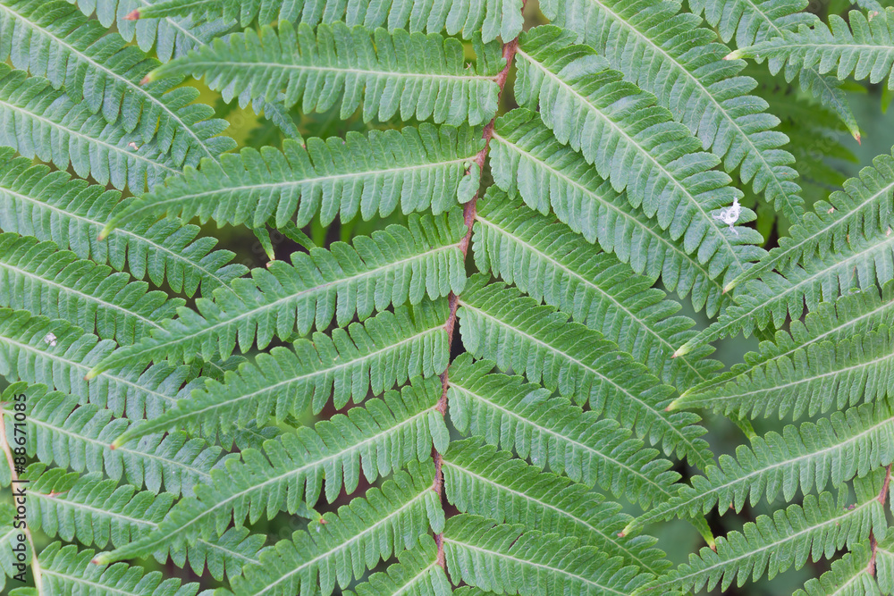 Pteridophyta Pteridophyta