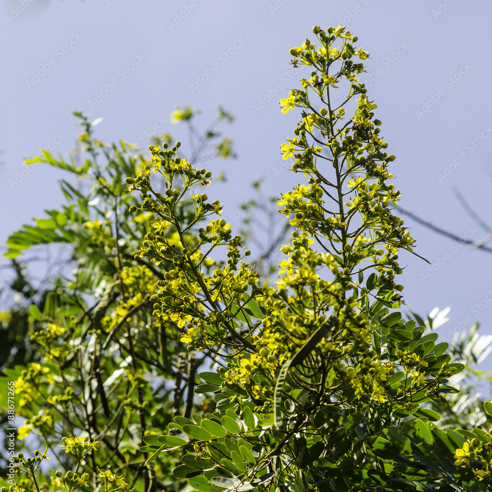 Cassod tree, Thai copper pod (Senna siamea (Lam.) Irwin & Barneb Cassod tree, Thai copper pod (Senna siamea (Lam.) Irwin & Barneb