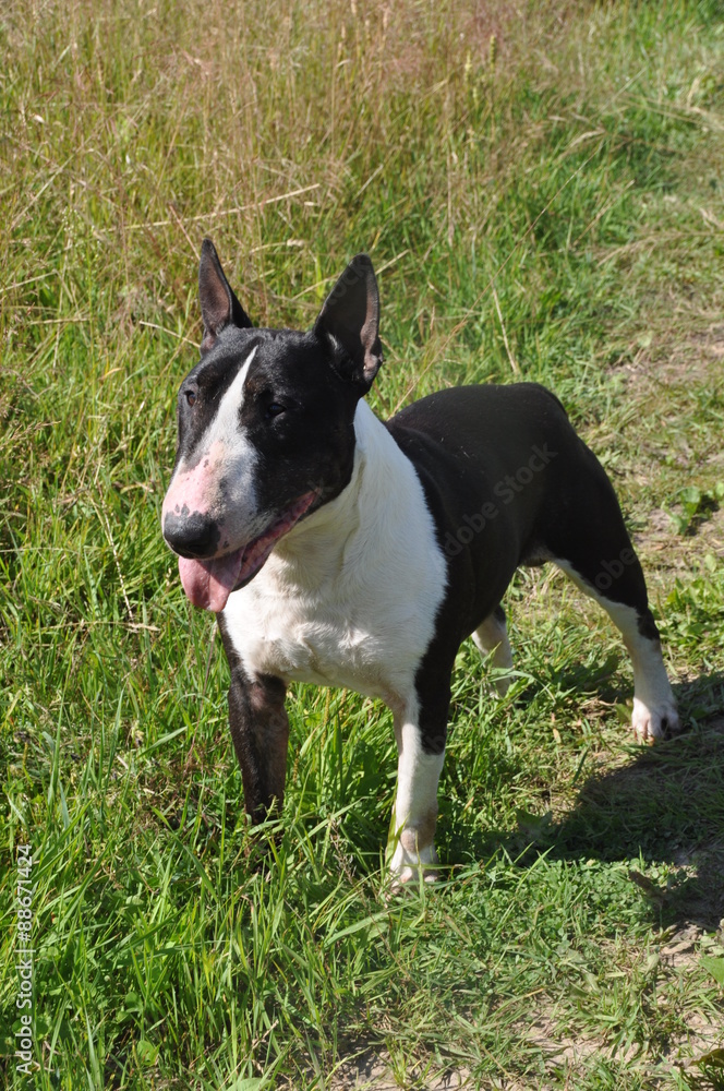 Bull Terrier Dog on nature on field Bull Terrier Dog on nature on field