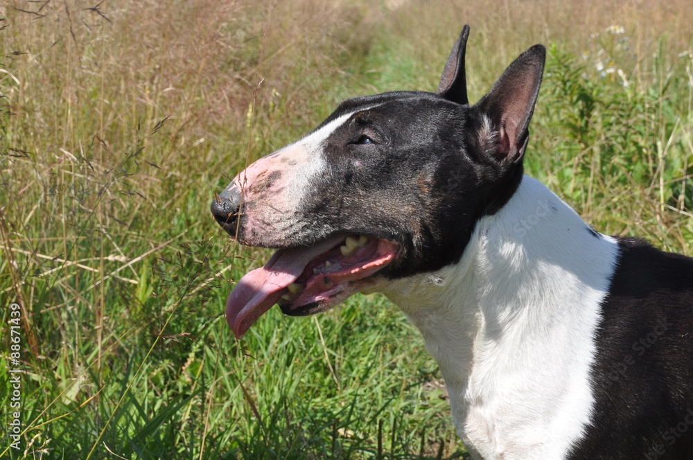 Bull Terrier Dog on nature on field