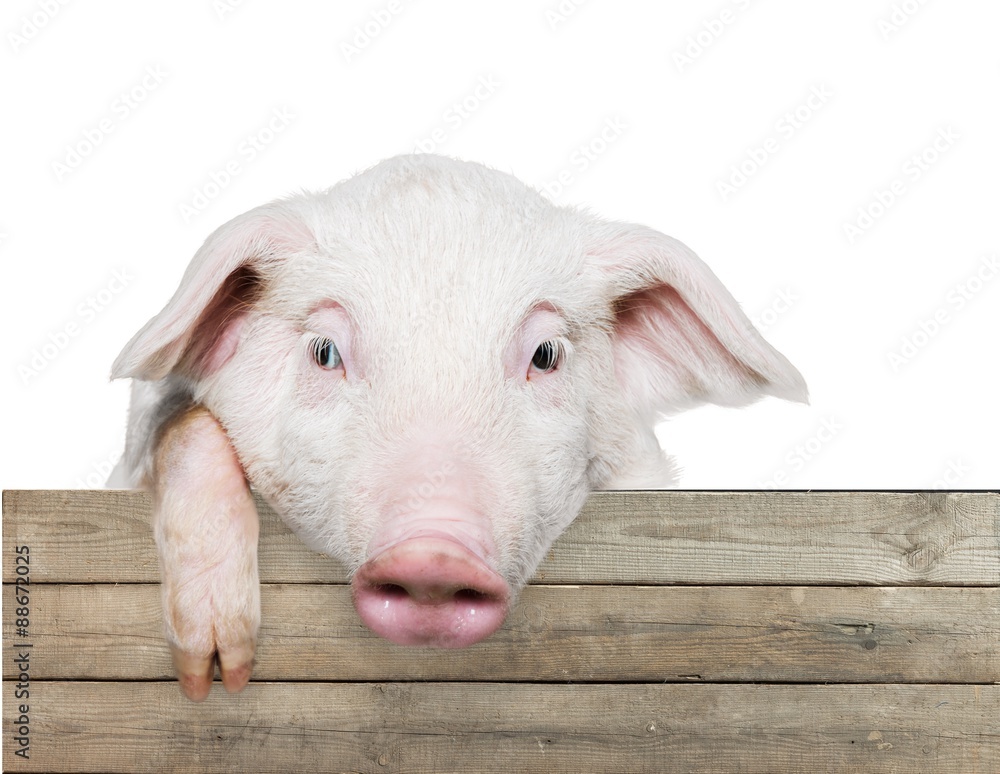 Fototapeta premium Pig.