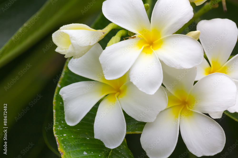 Frangipani Frangipani