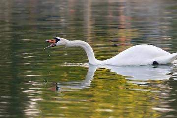 Acrylglasbilder Schwan Rufender Schwan mit Spiegelung im Wasser  © Bill Anastasiou