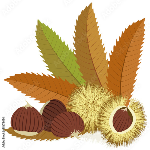 Sweet chestnuts with leaves and spiny husks on white background photo
