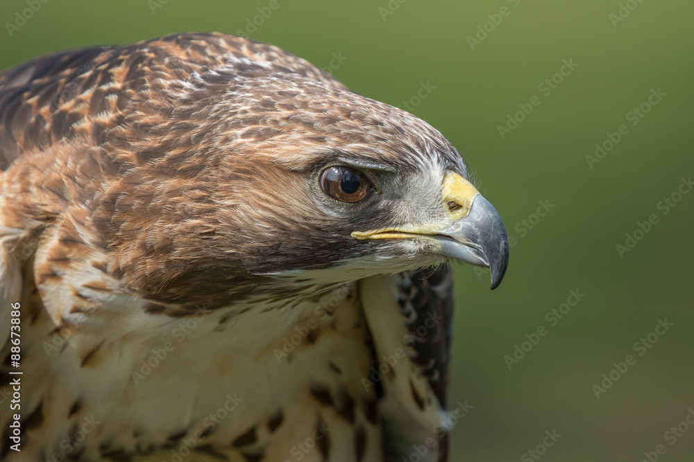 Red Tailed hawk headshot with green background. Red Tailed hawk headshot with green background.
