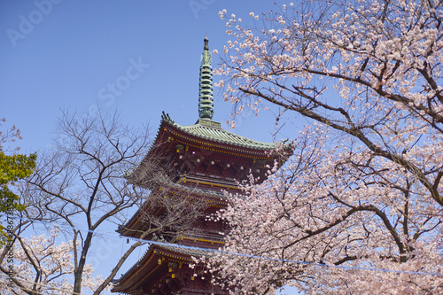 Cherry blossom  (Ueno Park, Tokyo) photo