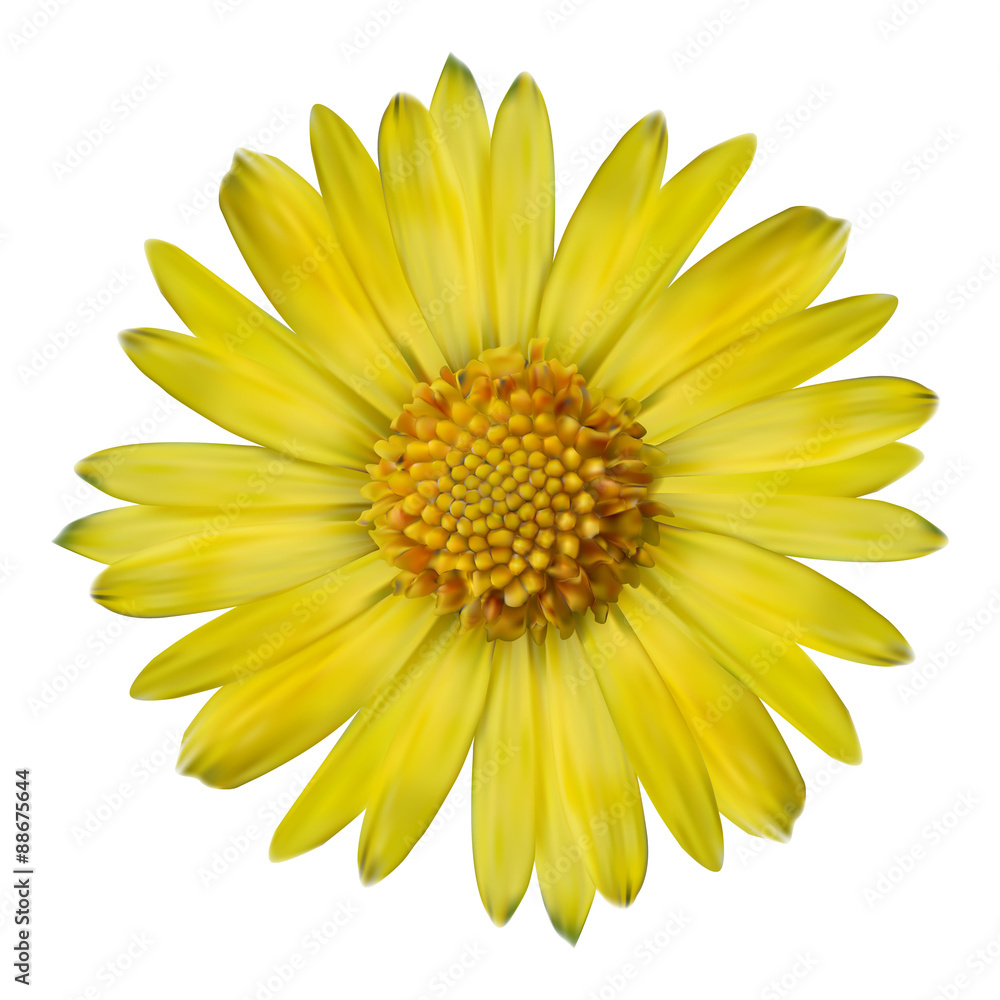 Vector realistic yellow flower. Vector realistic yellow flower.