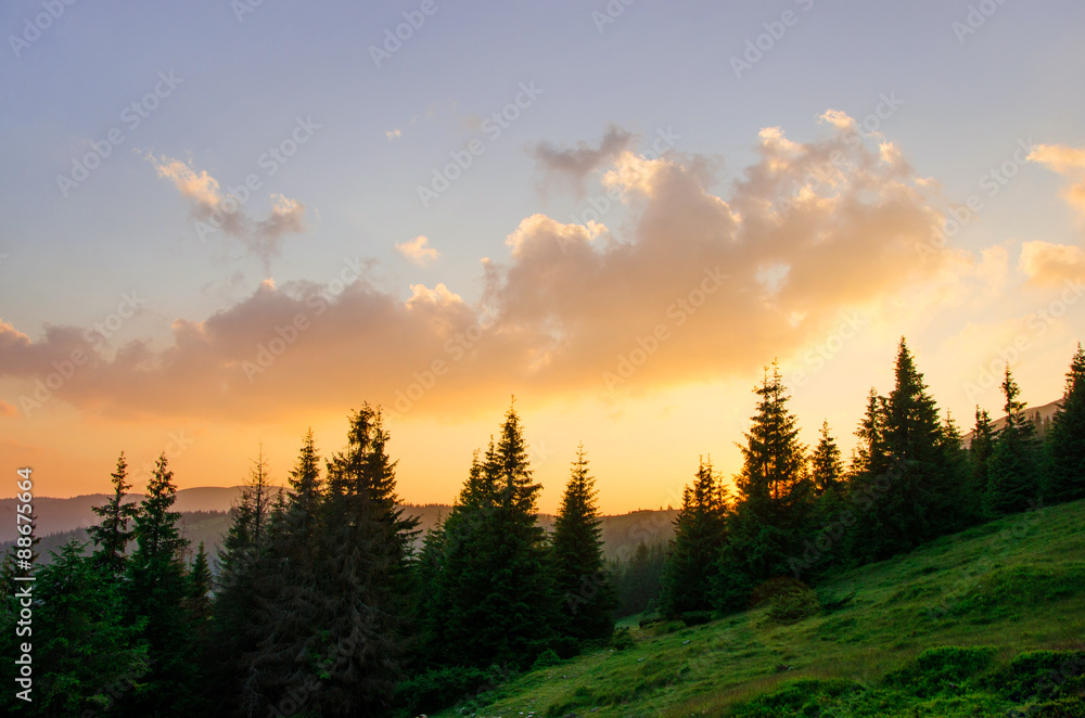 Пейзаж закатное небо в Карпатах с елями