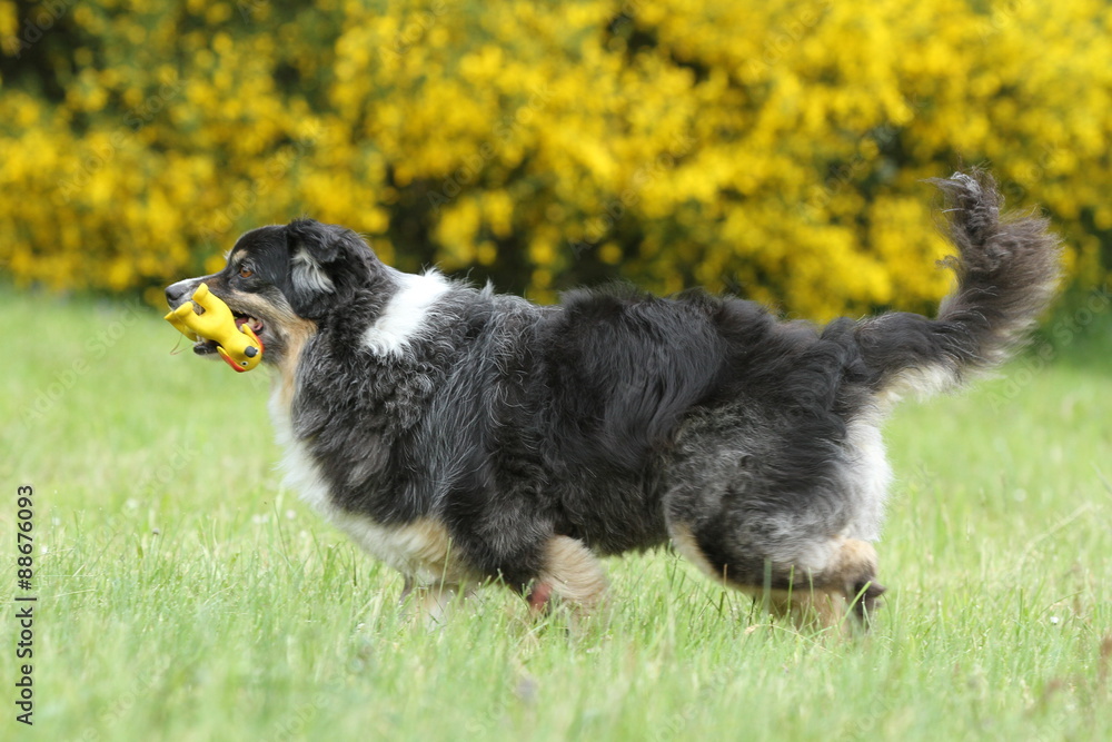 Hund mit gelben Spielzeug läuft über die Wiese Hund mit gelben Spielzeug läuft über die Wiese