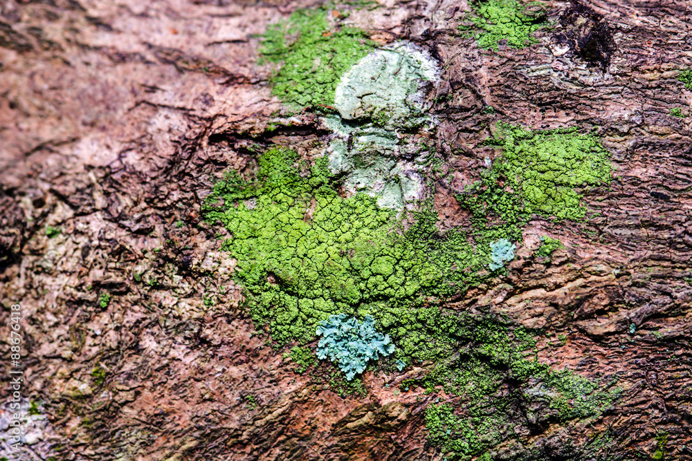 Close Up Lichen on tree bark Close Up Lichen on tree bark
