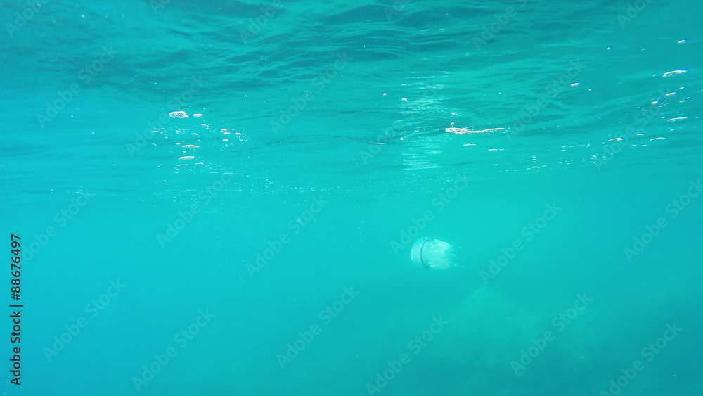 Jellyfish, Underwater Scene, 4k Jellyfish, Underwater Scene, 4k