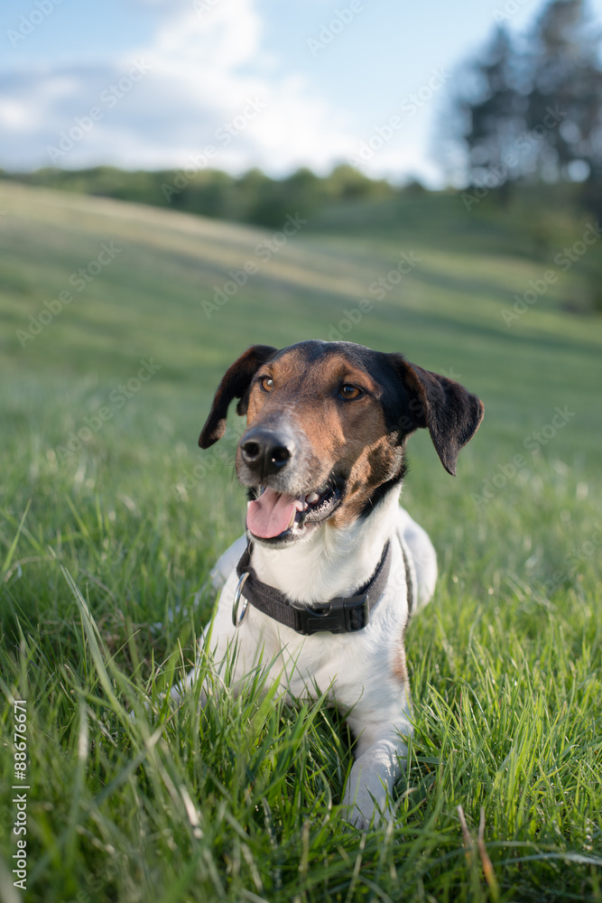 Dog portrait