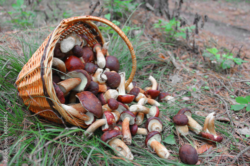 beautiful forest mushrooms in a basket