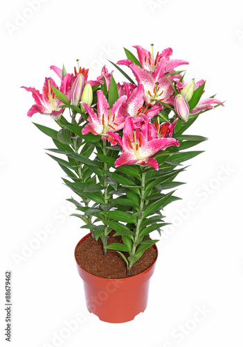 Fototapeta Naklejka Na Ścianę i Meble -  Lys rose