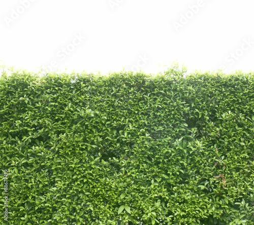 Fotografie, Obraz Green bush fence