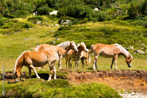Wild horses - National Park of Adamello Brenta. Herd of horses that graze in the mountains. National Park of Adamello Brenta, Val di Fumo. Trentino Alto Adige, Italy.