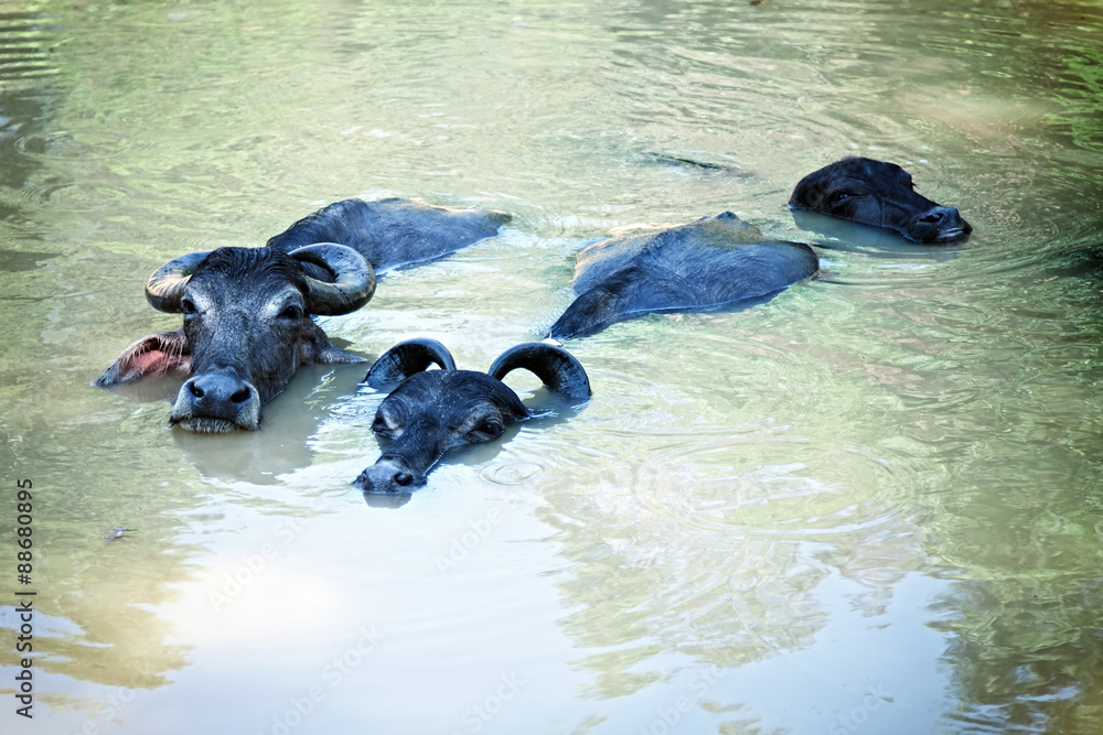 Fototapeta premium Three black buffalo swimming