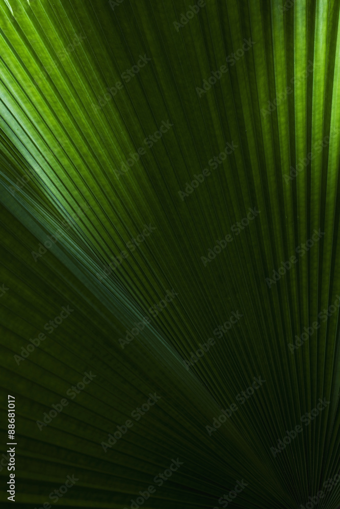 Obraz premium Texture of Palm leaf