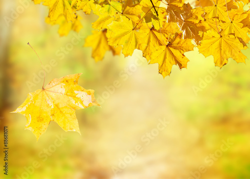 fall leaves with green grass