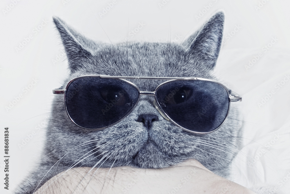 Funny muzzle of gray cat in sunglasses - obrazy, fototapety, plakaty 