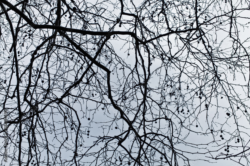 branches of a tree against the dark blue sky branches of a tree against the dark blue sky