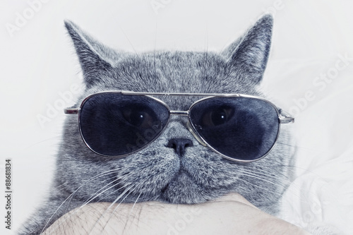 Funny muzzle of gray cat in sunglasses