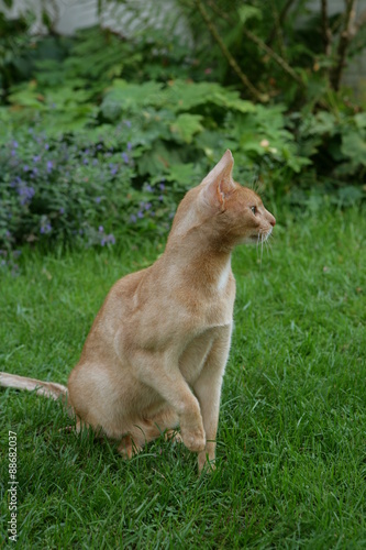 Abessinierkatze sitzt im Gras photo