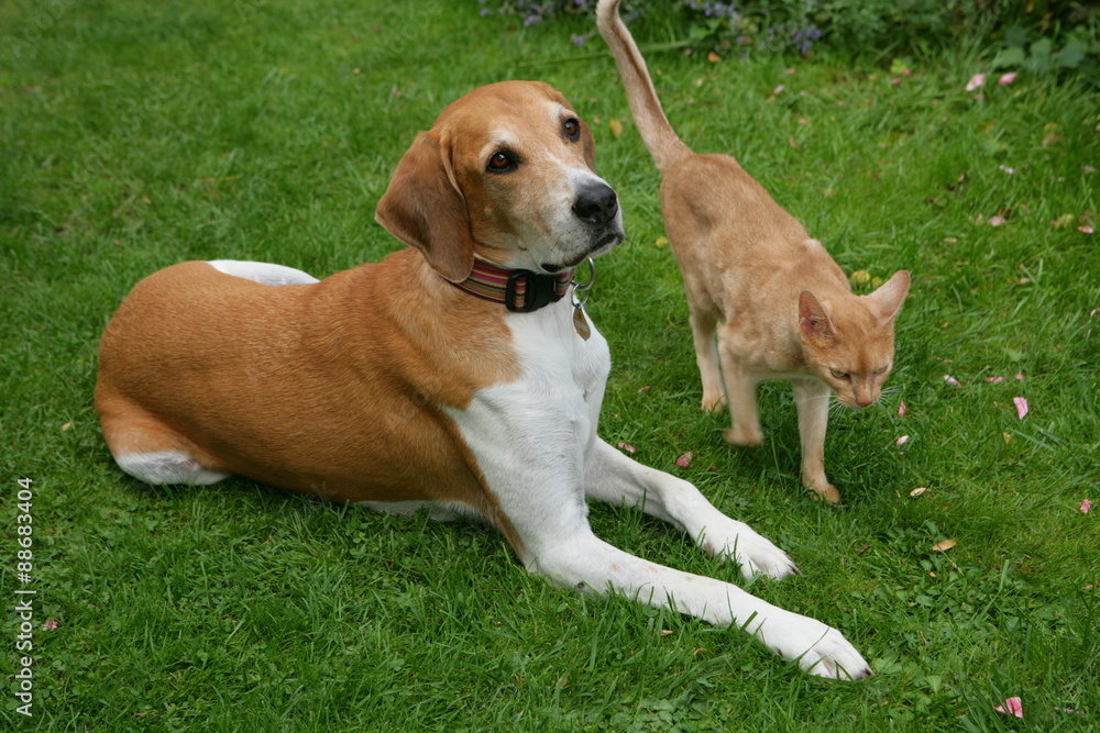 Hund und Katze liegen im Gras