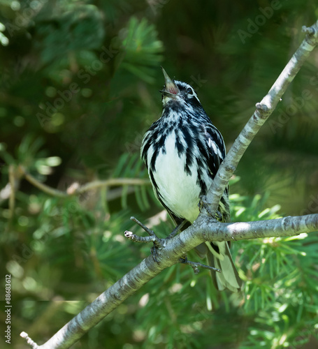 Black-and-white Warbler photo