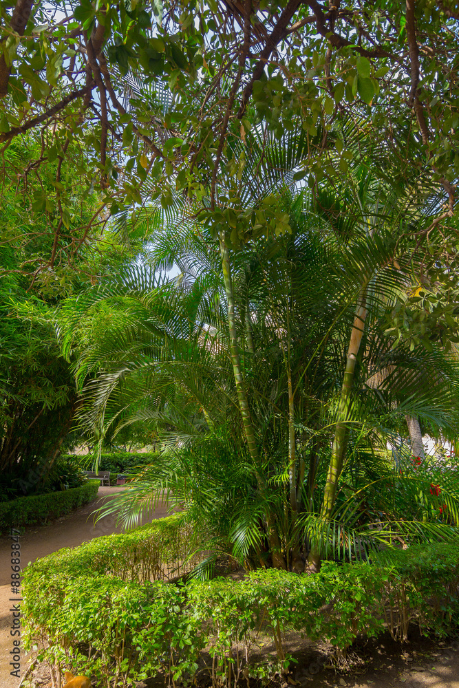 Green palm tree between the vegetation of a park Green palm tree between the vegetation of a park